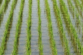 An experimental farm tries to plant the rice in the salty water in Benha University 