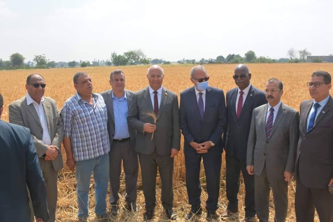 Qulubia governor and the University president attends the wheat harvest season at the faculty of agriculture in Moshtohor